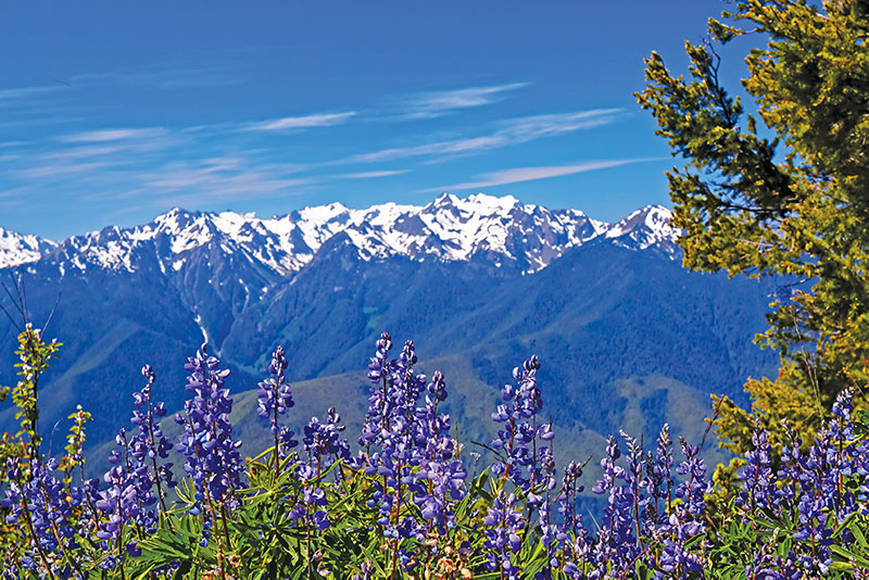 Lupin wildflowers with snow-capped peaks in the distance along Hurricane Ridge in Olympic National Park.